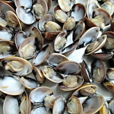 Brown Clam